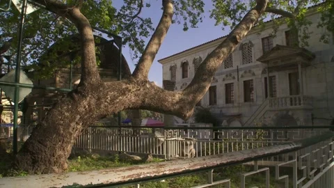 The famous Plane tree of Hippocrates Stock Footage 150122327