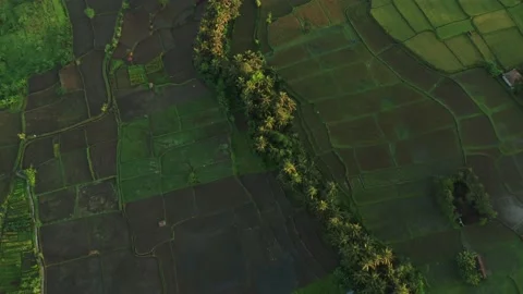 Famous rice field patchwork with flooded irrigation terraces in Bali, Stock Footage 167715386