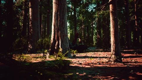 Famous Sequoia park and giant sequoia tree at sunset Stock Illustration