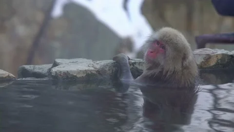 The famous snow monkeys bath in a natural onsen hot springs of Nagano, Japan-Dan Stock Footage 144536707