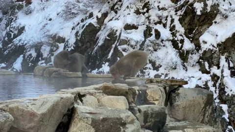 The famous snow monkeys drinking water in natural onsen hot springs of Japan-Dan Stock Footage 144537402