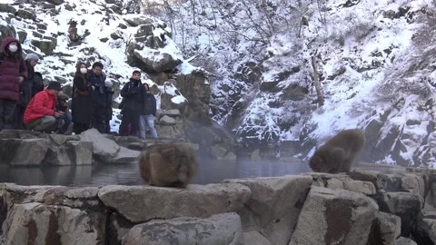 The famous snow monkeys drinking water in natural onsen hot springs of Japan-Dan Stock Footage 144537699
