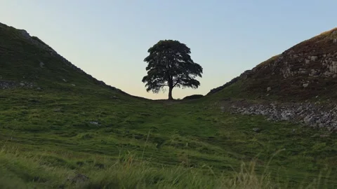 Famous Sycamore Gap Tree (Robin Hood Tree) Stock Footage 281958731