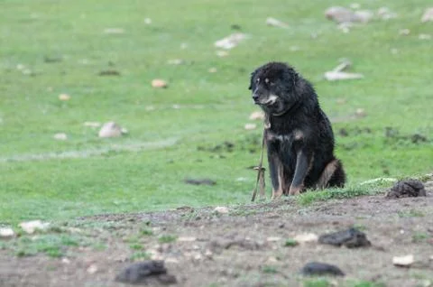 Famous tibetan mastiff is guarding the entry to the nomad's camp Stock Photos