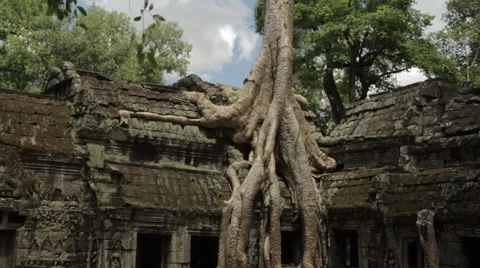 Famous Tree Ta Prohm Stock Footage 42753130