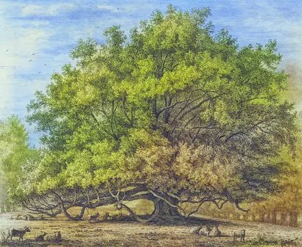 Famous trees, ancient lime tree, The Moor Park Lime Tree, south-east of Stock Illustration