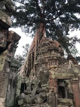 Famous trees in angkor wat Stock Photos