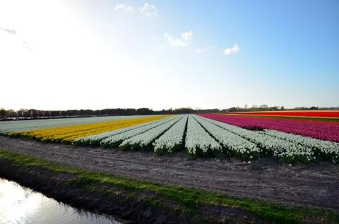 Famous tulips fields in Keukenhof Stock Photos