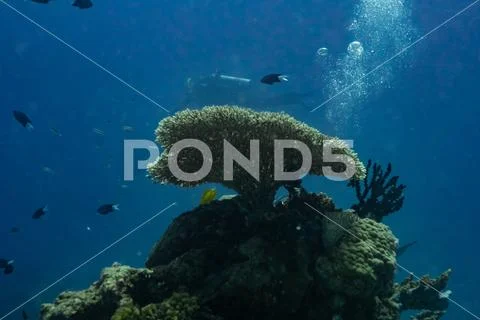 Fan coral Stock Photos