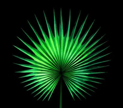 Fan palm leaf on black background. Watercolor illustration. Stock Illustration