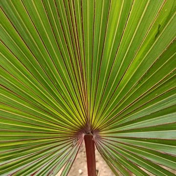 Fan palm leaf close up natural pattern Stock Photos