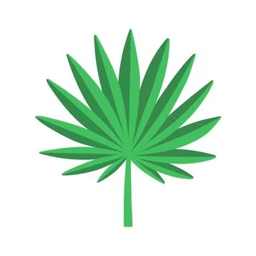 Fan palm leaf. Flat vector illustration isolated on white. Stock Illustration
