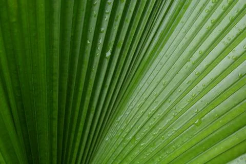 Fan palm leaf pattern with dew drops Stock Photos