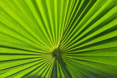 Fan Palm Leaf Radial Pattern Green Background 스톡 사진