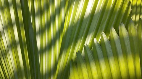Fan palm leaves, with leaf shadows. Sunlit, swaying in the wind. Stock Footage 247757440