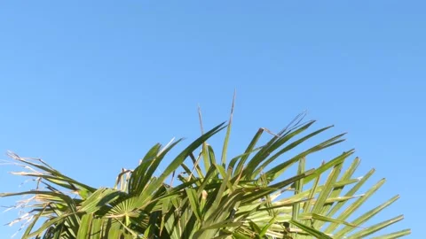 Fan palm leaves, wind and blue sky as background - sunny, summery atmosphere Stock Footage 138596018