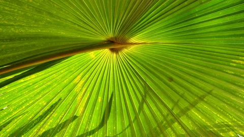 Fan palm (licuala elegans) leaf. Video stock 150416762