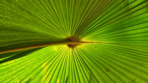 Fan palm (licuala elegans) leaf. Video stock 150416774