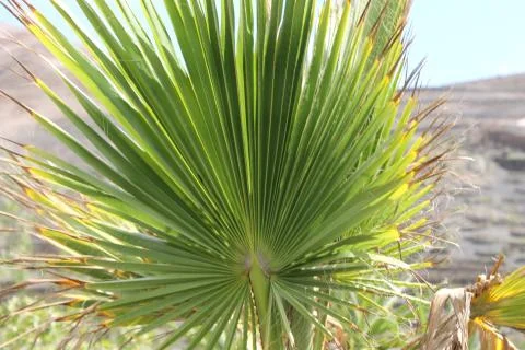 Fan palm Stock Photos