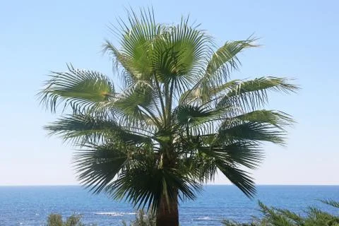 Fan palm tree on the beach Stock Photos