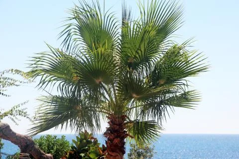 Fan palm tree on the beach Foto stock