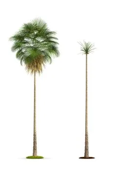 Fan palm tree. Stock Illustration