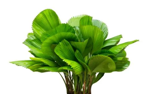 Fan palm tree Stock Photos