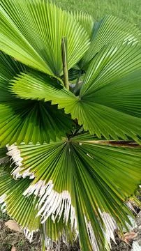 Fan palm tree. Foto stock