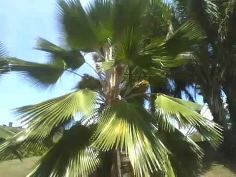 Fan palm tree is seen in the park, it is very beautiful and charming Stock Footage 163679951