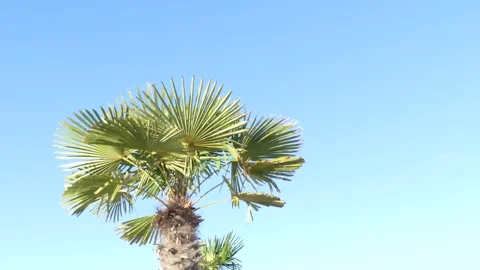 Fan palm tree, wind and blue sky as background - sunny, summery atmosphere Stock Footage 138600310