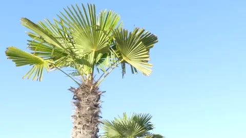 Fan palm tree, wind and blue sky as background - sunny, summery atmosphere Stock Footage 138613081