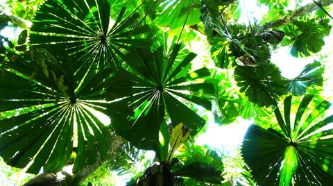 Fan palms Stock Footage 23111964