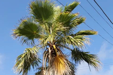 Fan palms Stock Photos
