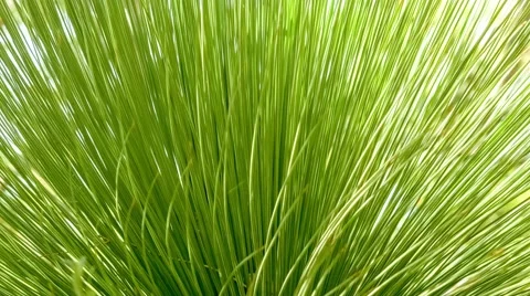 Fan like shape of grass tree spikes moving gently in wind, 4K 24p Stock Footage 59314529