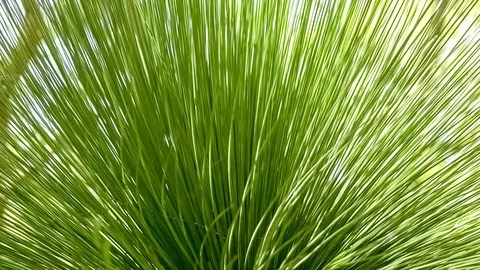 Fan like shape of grass tree spikes moving gently in wind, slow motion 30p Video stock 75391402