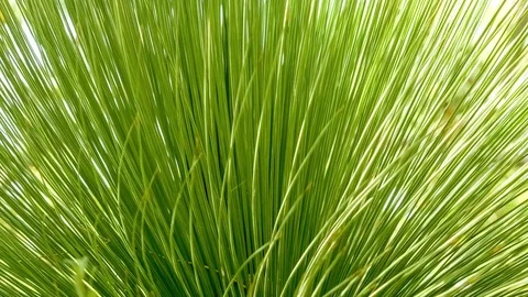 Fan like shape of grass tree spikes moving gently in wind, 4K 30p Stock Footage 75393073