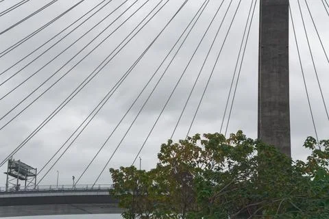 Fan-Shaped Cables of Bridge Spreading Above Deck and Trees 스톡 사진