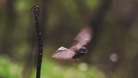 Fan tail bird Video stock 239562686