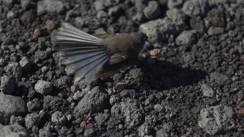 Fan tail Bird Jumping And Walking in Slow motion Stock Footage 79061862