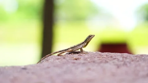 Fan throated lizard Video stock 243342010