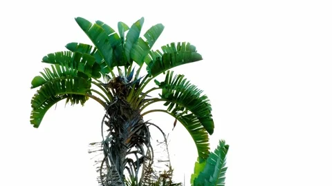 Fan Tree Travellers Palm Stock Footage 254661753