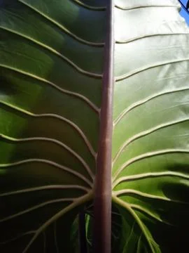 Fan_leaf Stockfoto's