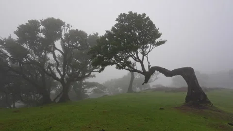 FANAL FOREST 5 Stock Footage 292208229