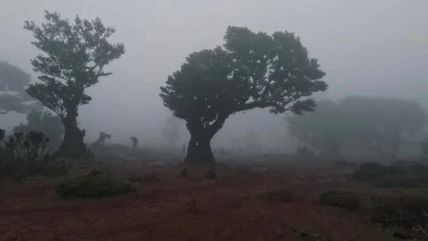 Fanal Forest with ancient laurel trees in fog on Madeira Island, Portugal. Stock Footage 311260461