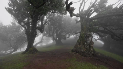 FANAL FOREST Stock Footage 292205955