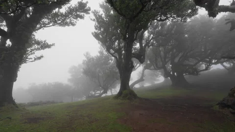 FANAL FOREST PAN RIGHT Stock Footage 292208096