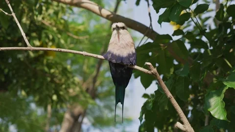 Fancy bird blue and green bottom Stock Footage 157989256