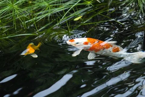 Fancy carp breathe Stock Photos