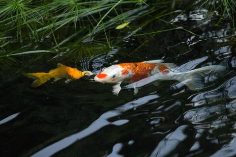 Fancy carp breathe Stock Photos