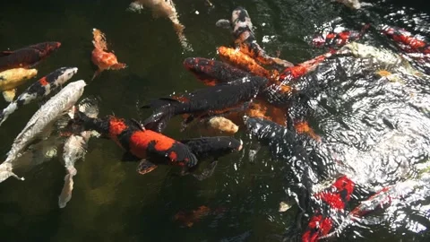 Fancy carp fish in the dark pond Stock Footage 157555738